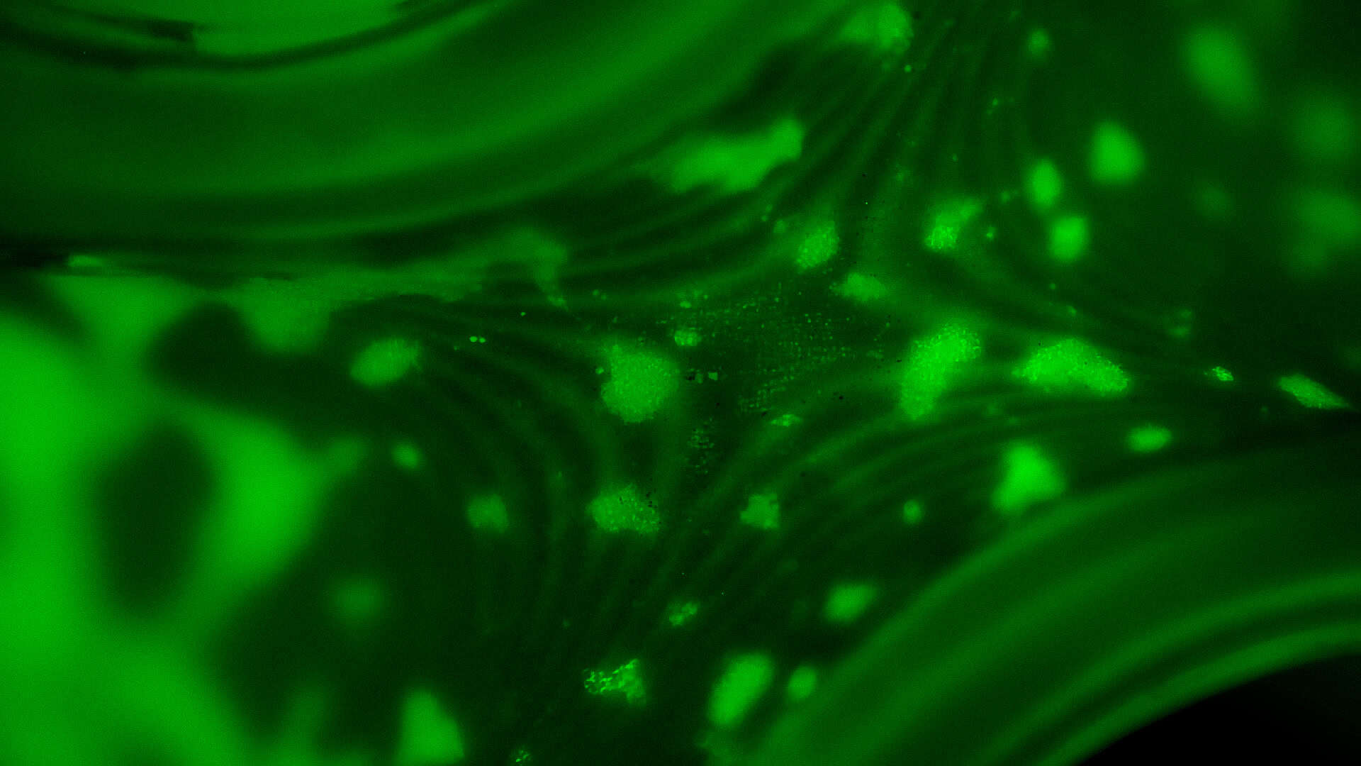 Fluorescent green cells